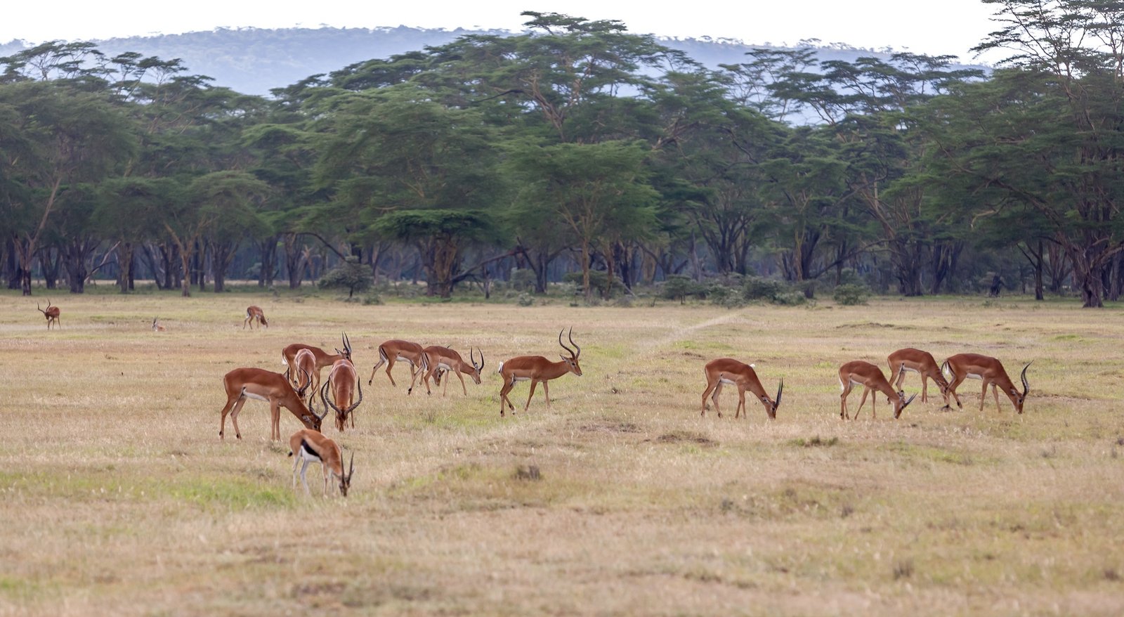 swala