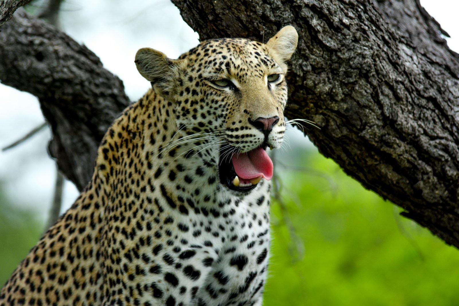 5-Day Serengeti Safari Sojourn