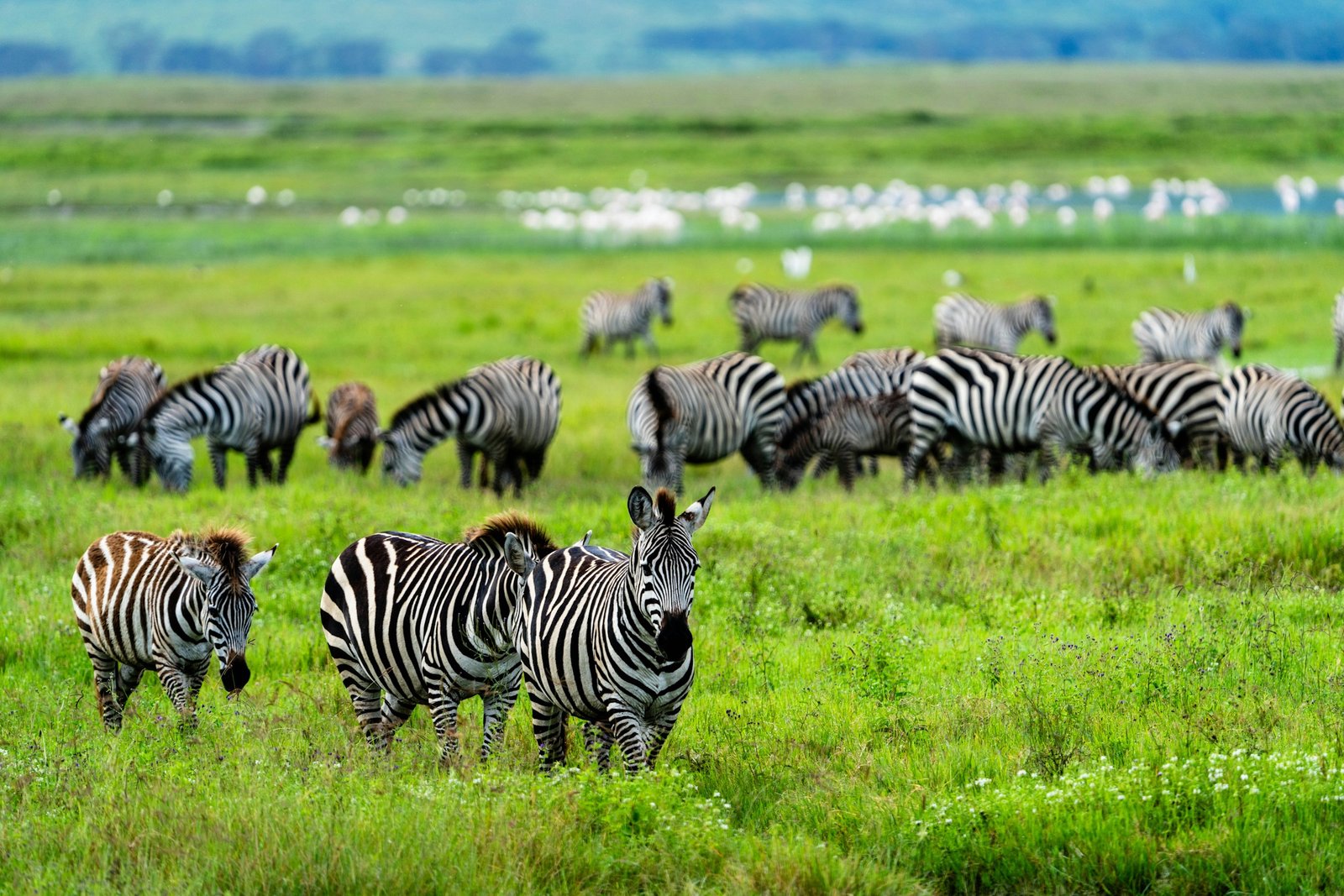 6-Day Safari Package: Ngorongoro Crater Chronicles