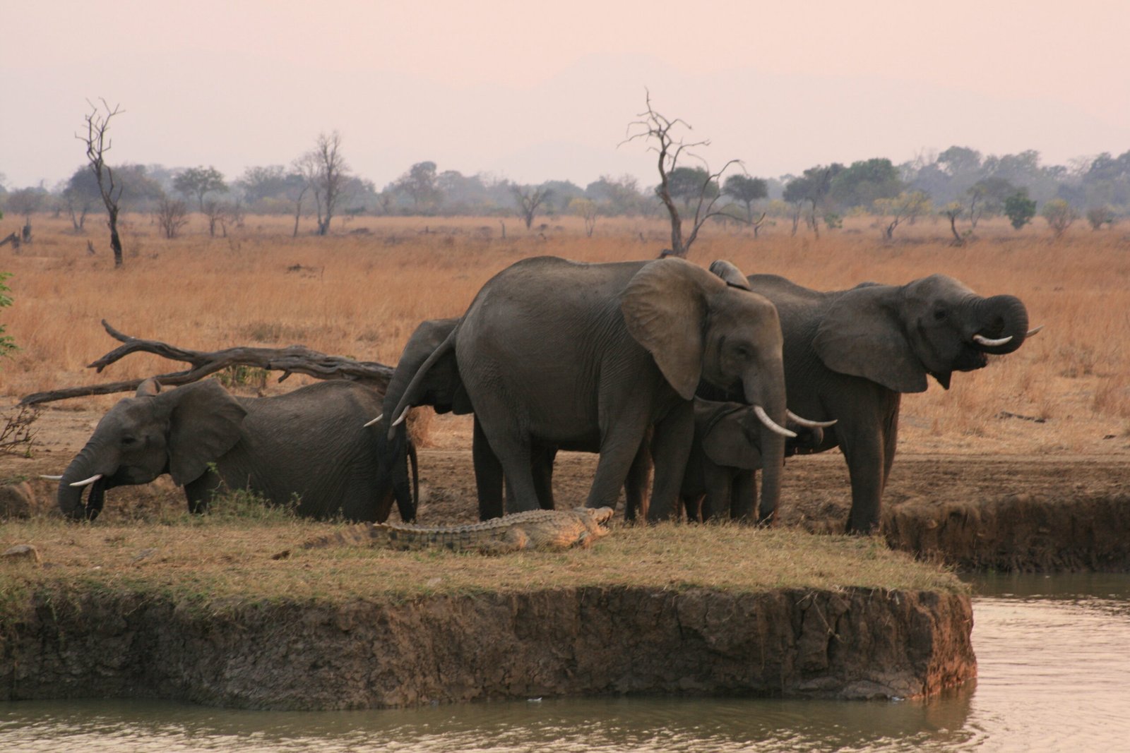 Elephants-at-Mikumi-National-Park